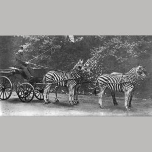 Wiener Museum Rothschild Zebra