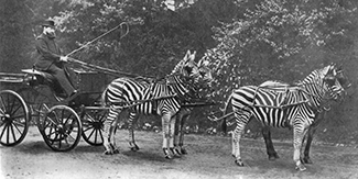 Wiener Museum Rothschild Zebra