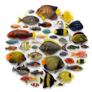 Wiener Museum Christopher Marley Biophilia Water Fish