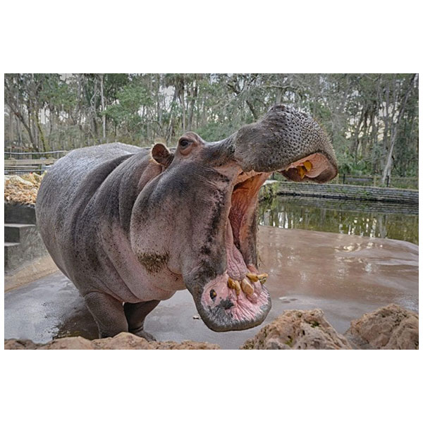 Happy Hippo Lien: Hollywood Hippos