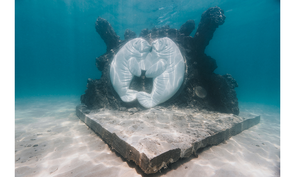 Manatees in Hollywood Reef