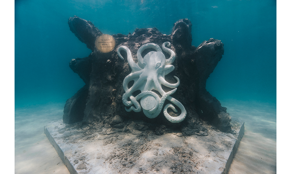 Octopus in Hollywood Reef