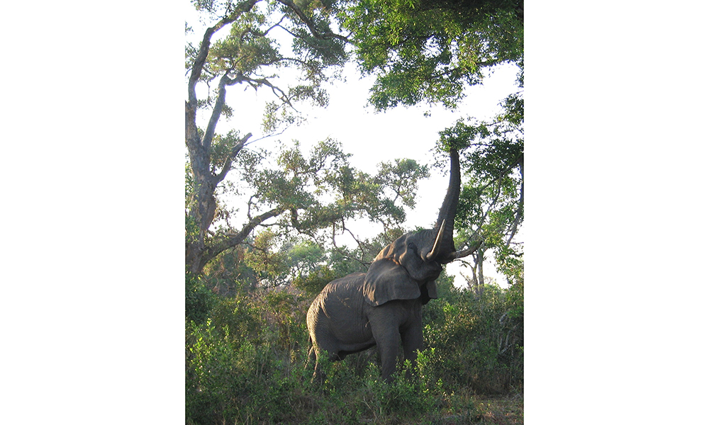 Elephant Stretching Timbavati