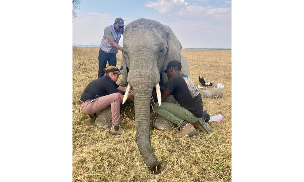 Daniella Chusyd adding a GPS collar for research