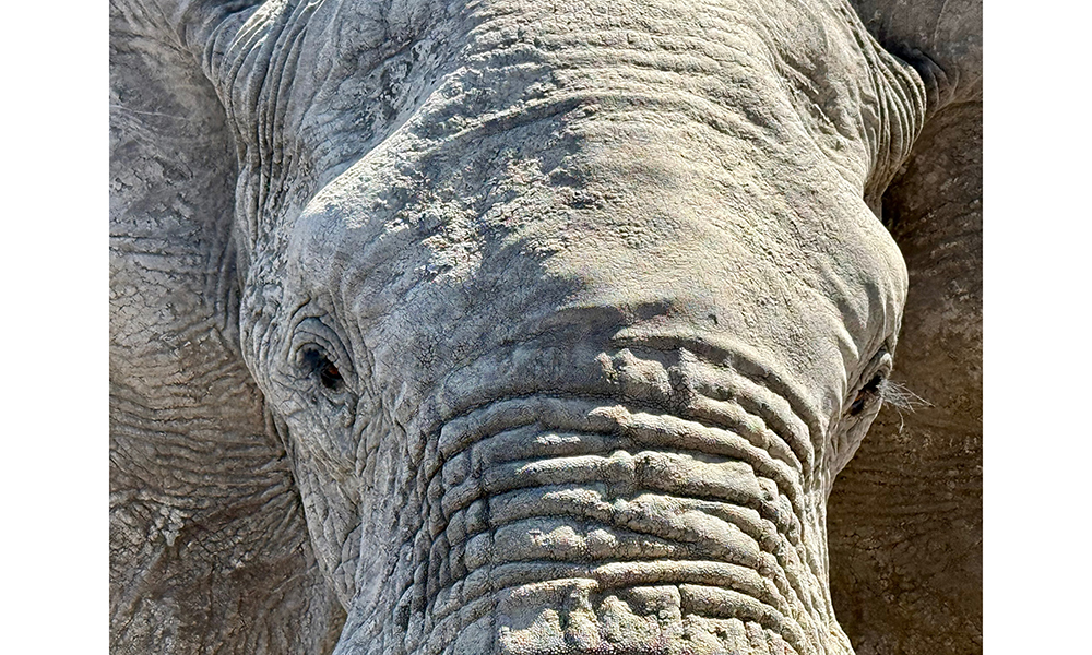 Elephant from Daniella Chusyd's Presentation