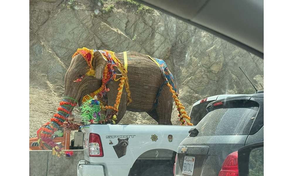 Great Elephant MIgration on route to California