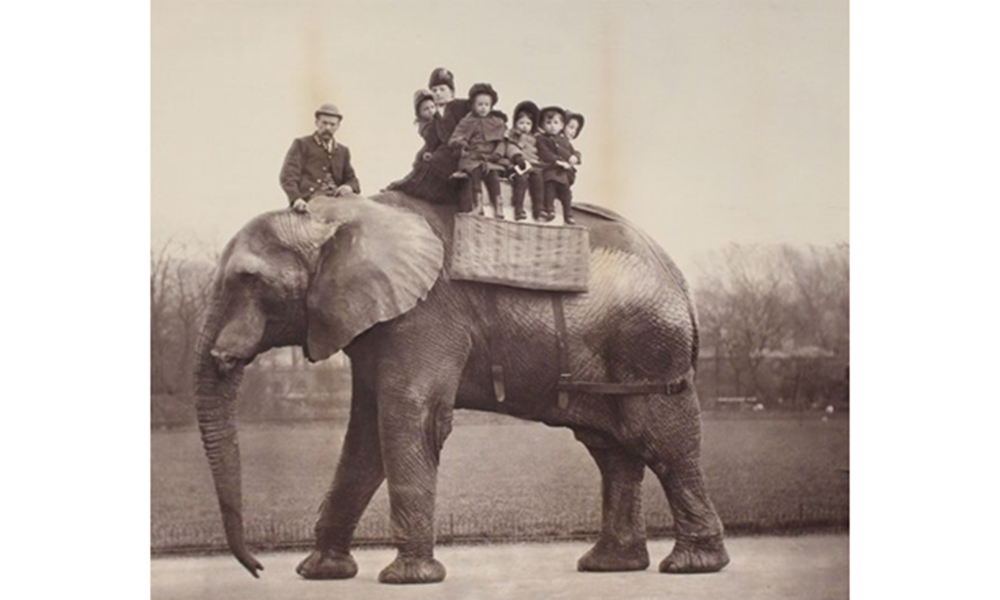 Jumbo at London Zoo