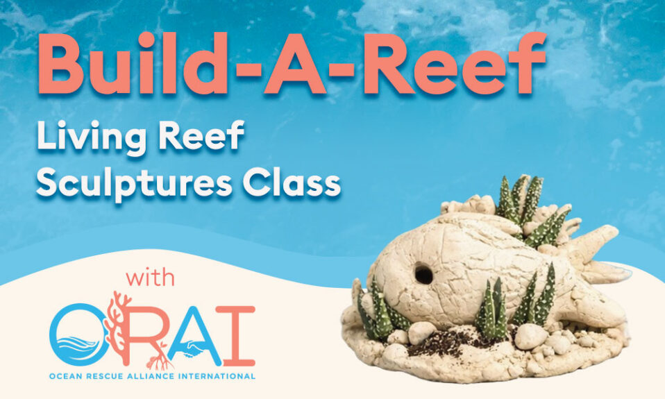 Build-A-Reef Living Reef Sculptures Class