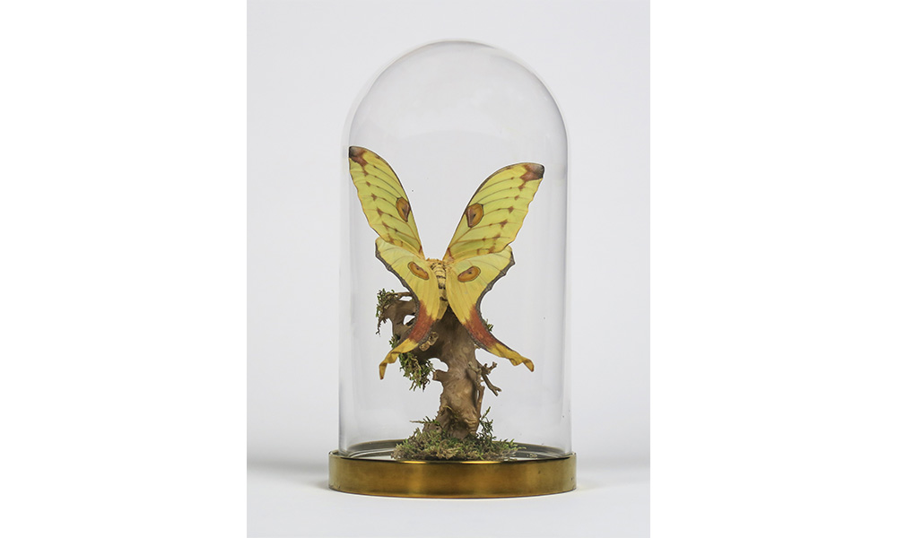 Butterfly Dome by Kiki Sylvain