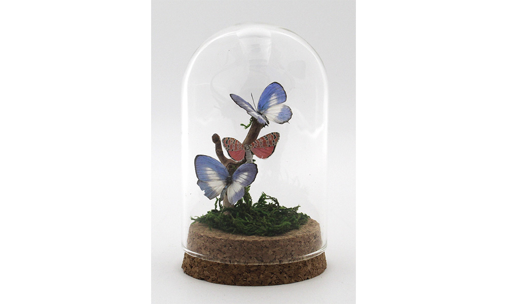 Butterfly Dome by Kiki Sylvain