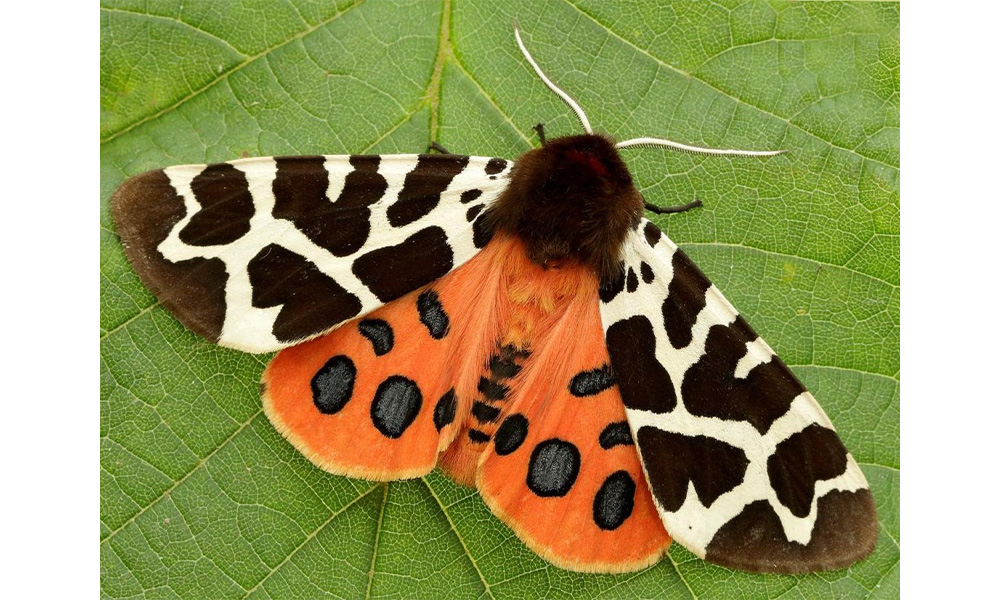 Great Tiger Moth