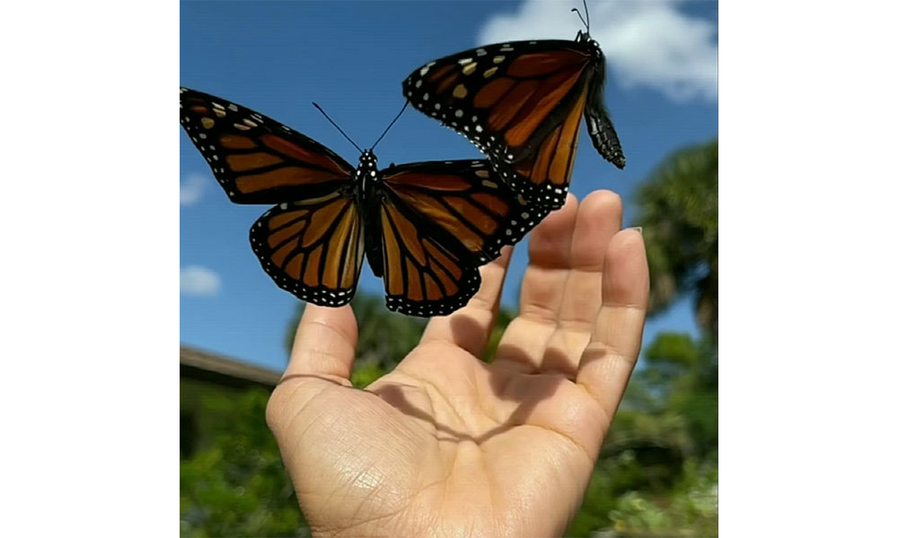 Kiki Sylvain Butterfly Magic