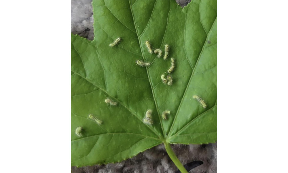Luna Moth Eggs