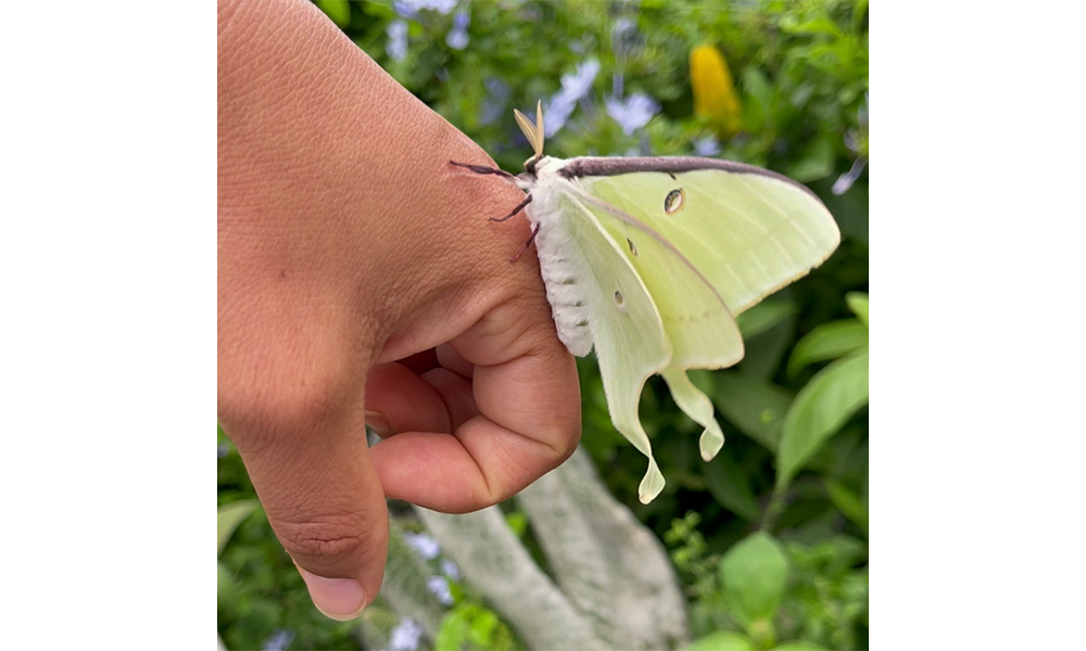 Luna Moth Kiki Sylvain