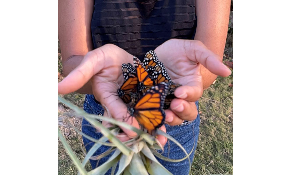 Monarch Butterflies