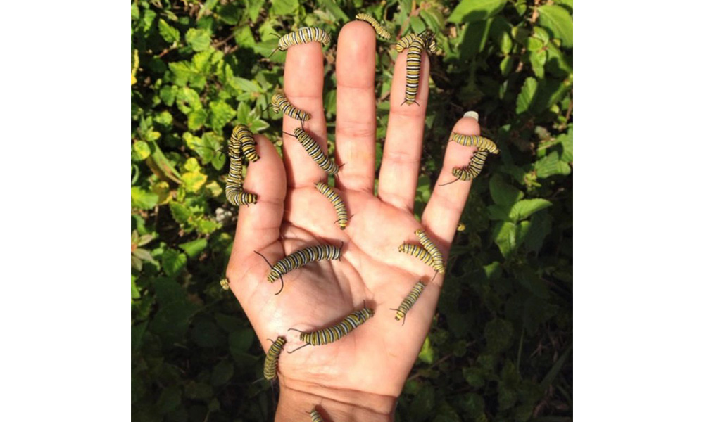 Monarch Caterpillars Kiki Silvain
